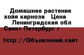 Домашнее растение хойя карноза › Цена ­ 250 - Ленинградская обл., Санкт-Петербург г.  »    